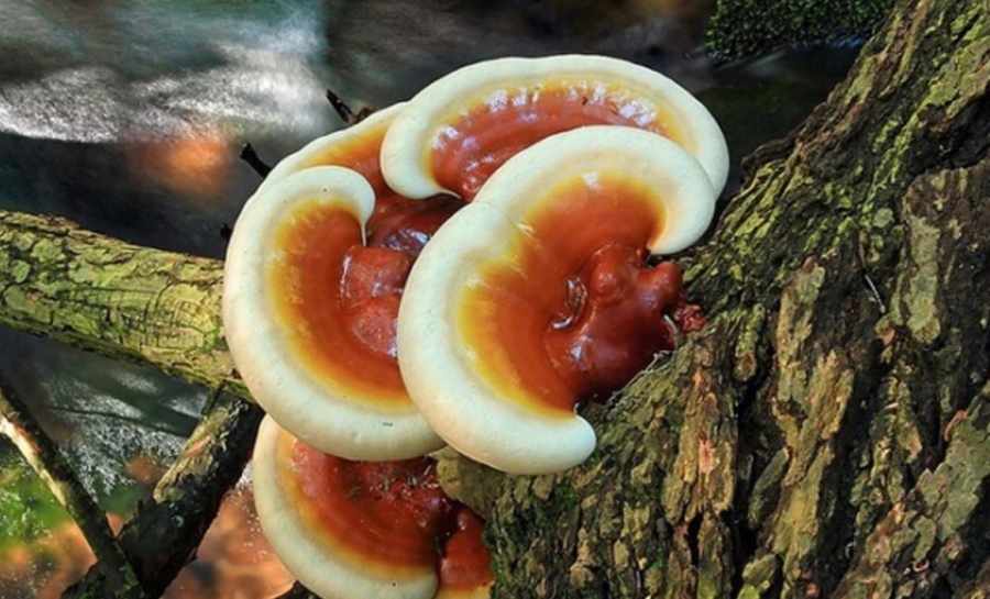 Content nấm lim xanh rừng - Tạo niềm tin bằng storytelling